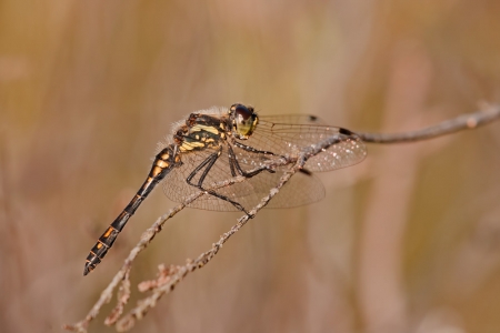 Black Darter