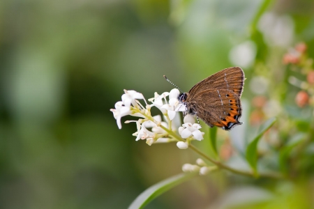 Black Hairstreak