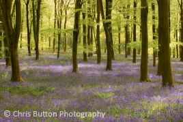 Micheldever Woods