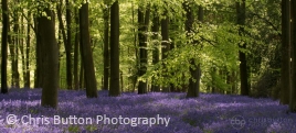 Micheldever Woods