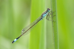 Blue-tailed Damselfly
