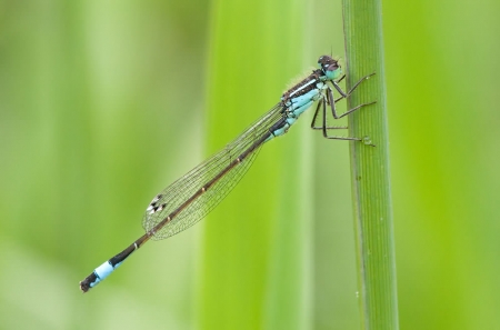 Blue-tailed Damselfly