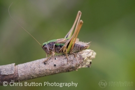 Bog Bush-cricket