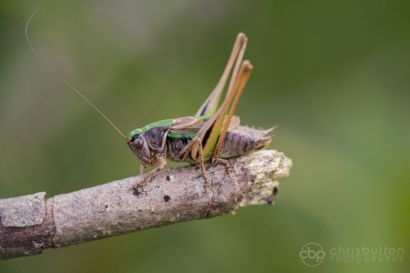 Bog Bush-cricket