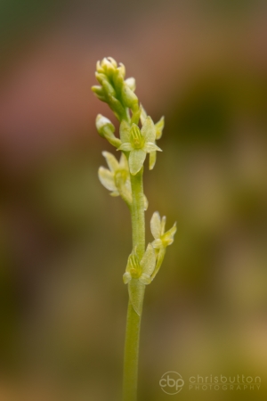 Bog Orchid