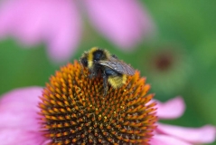 Field Cuckoo Bumblebee (Bombus campestris)