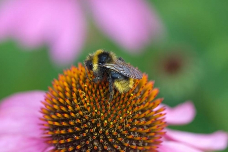 Field Cuckoo Bumblebee (Bombus campestris)