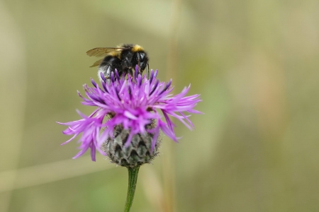 Garden Bumblebee (Bombus hortorum)