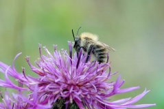 Common Carder Bee (Bombus pascuorum)