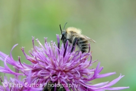 Common Carder Bee (Bombus pascuorum)