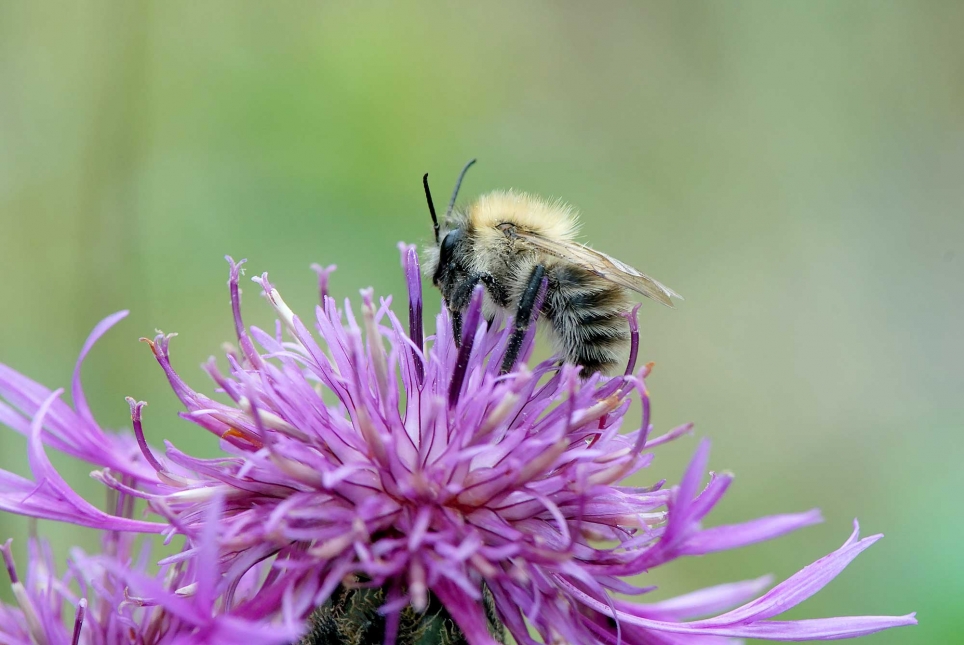 Common Carder Bee (Bombus pascuorum)