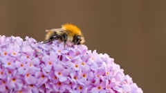 Common Carder Bee (Bombus pascuorum)