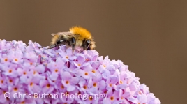 Common Carder Bee (Bombus pascuorum)