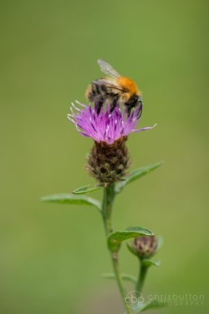 Common Carder Bee (Bombus pascuorum)