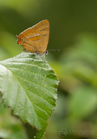 Brown Hairstreak