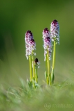 Burnt-tip Orchids