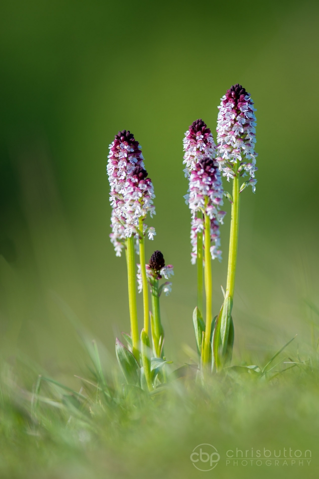 Burnt-tip Orchid