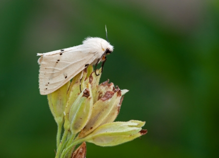 Buff Ermine