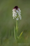 Burnt-tip Orchid