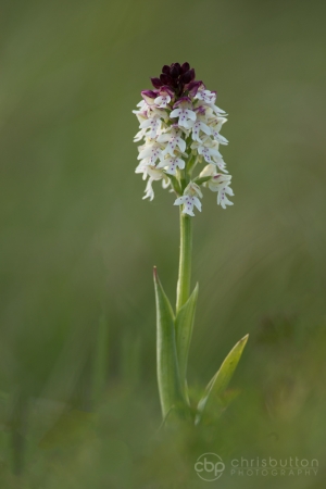 Burnt-tip Orchid