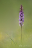 Chalk Fragrant Orchid