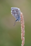 Chalkhill Blue