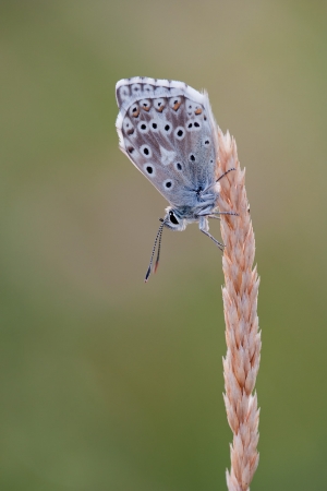 Chalkhill Blue