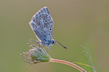 Chalkhill Blue