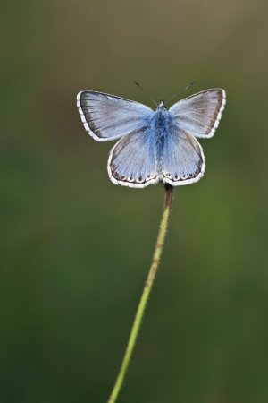 Chalkhill Blue