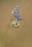 Chalkhill Blue