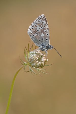 Chalkhill Blue