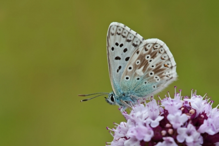 Chalkhill Blue