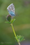 Chalkhill Blue