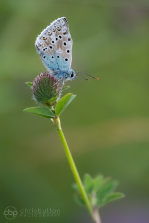 Chalkhill Blue