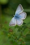 Chalkhill Blue