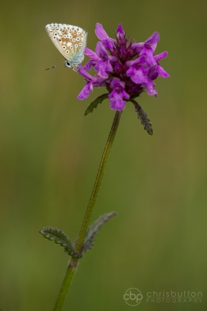 Chalkhill Blue