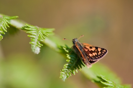 Chequered Skipper