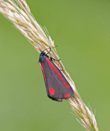 Cinnabar