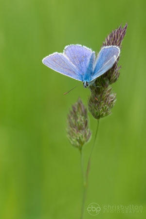 Common Blue