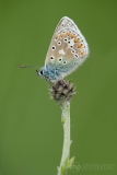 Common Blue