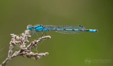 Common Blue Damselfly