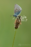 Common Blue