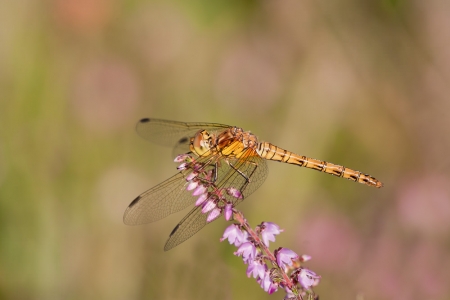 Common Darter
