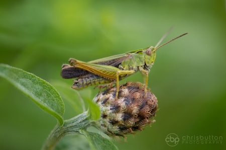 Common Green Grasshopper