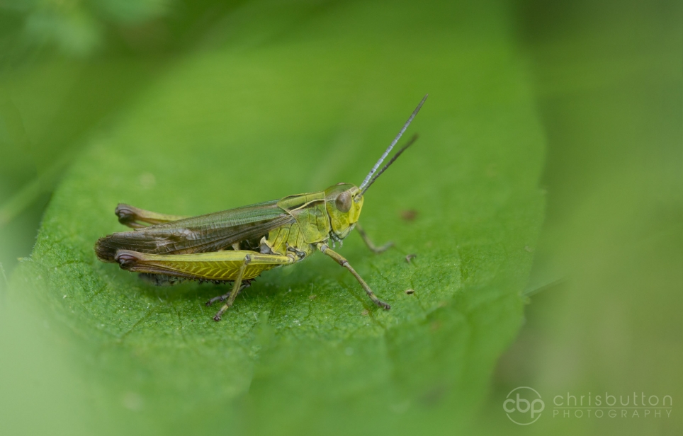 Common Green Grasshopper