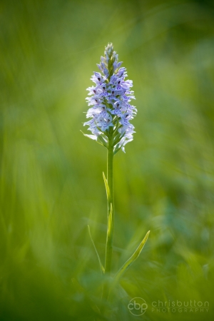 Common Spotted Orchid