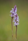 Common Spotted Orchid
