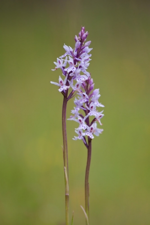 Common Spotted Orchid