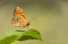 Dark Green Fritillary
