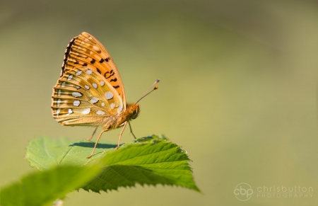 Dark Green Fritillary